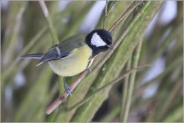 <p>SÝKORA KOŇADRA (Parus major) /Great tit -
Kohlmeise/</p>
